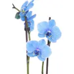 Blauwe orchidee blad