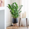 Zamioculcas plant kopen