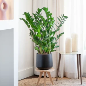 Zamioculcas plant kopen