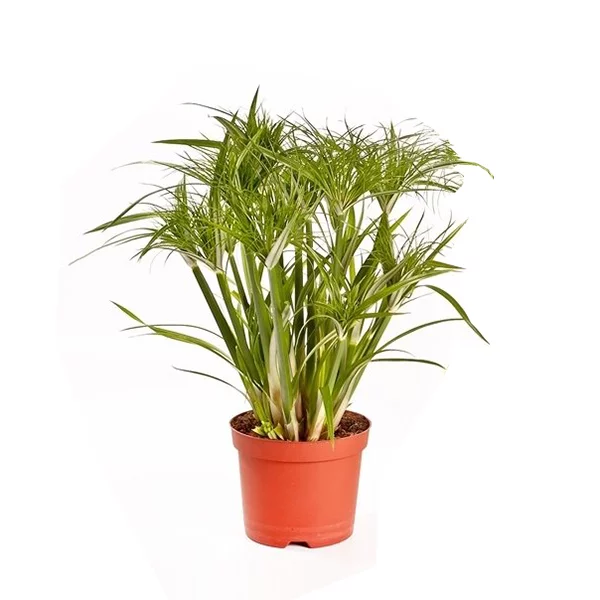 Zij zijn Ligatie decaan Cyperus Papyrus 'Percamentus' (Parapluplant) P 15 cm kopen? - Plantje.nl