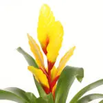 Fakkelbromelia geel bloem