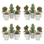 Mini cactusjes