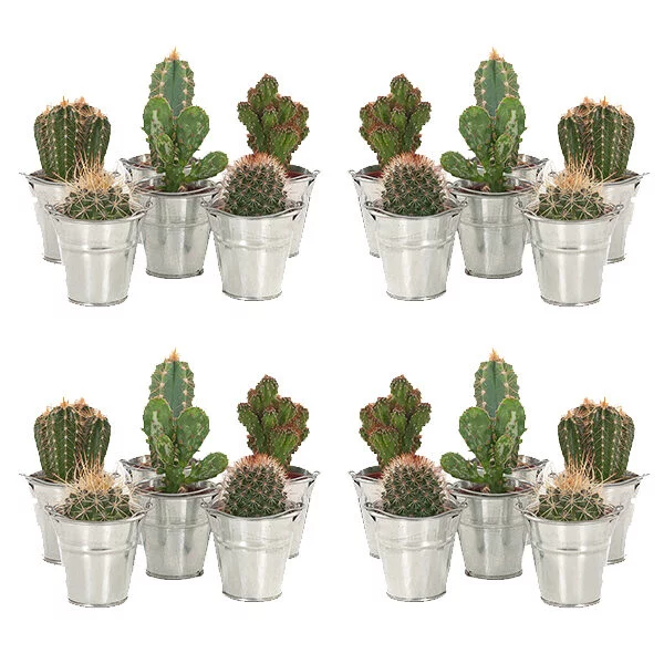 Mini cactusjes