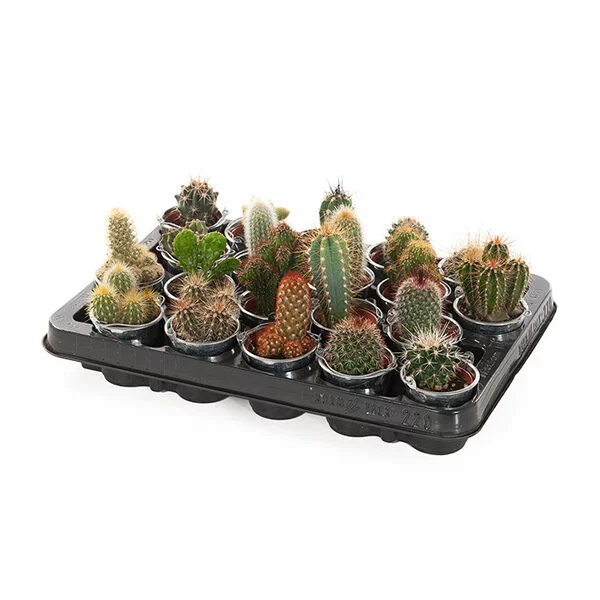 mini cactus in zink
