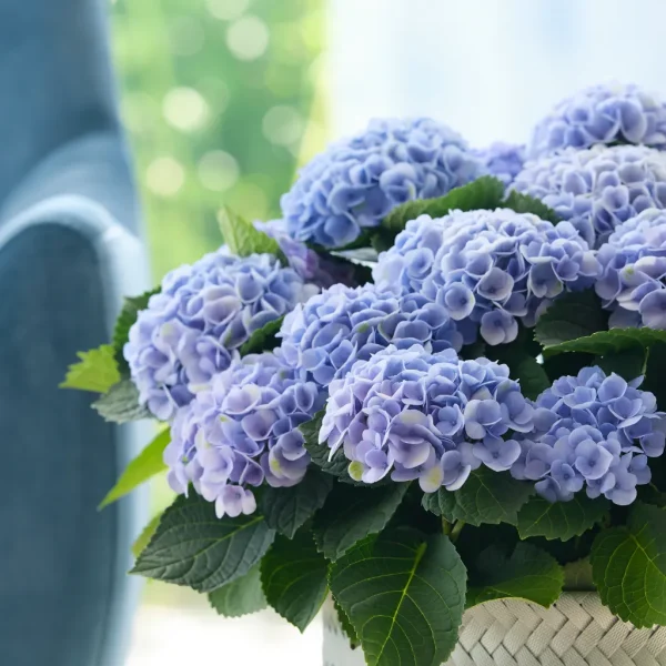 blauwe hortensia Revolution bloem