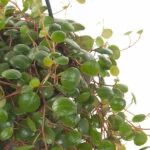 peperomia pepperspot plant