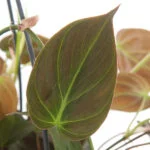 Philodendron Micans blad