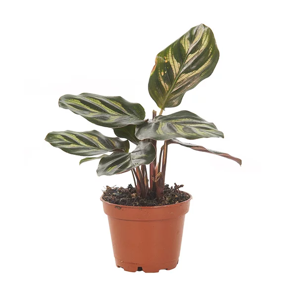 Calathea Makoyana - Schaduwplant - P6