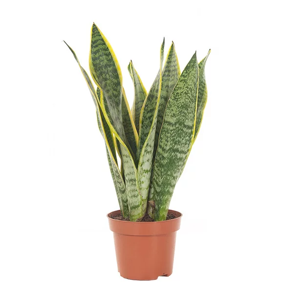 grip inhalen Prestigieus Kamer Planten - Vrouwentong plant (Sansevieria laurentii) - P 12 cm