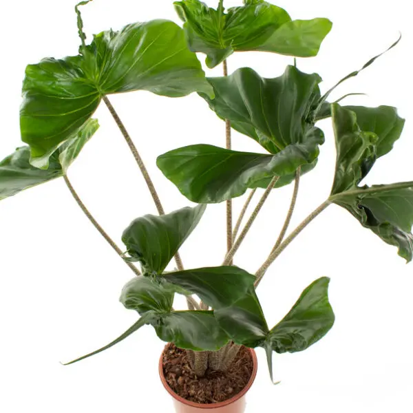 Alocasia stingray plant