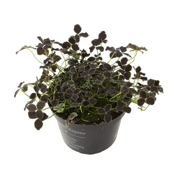 Klaver plantje zwart (Trifolium - P 10 cm kopen? - Plantje.nl
