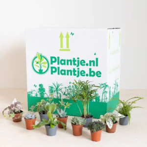 Negen Paine Gillic Aanval Klein budget? Deze goedkope kamerplanten haal je voor een prikkie in huis!  - Plantje.nl