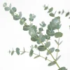 eucalyptus azura