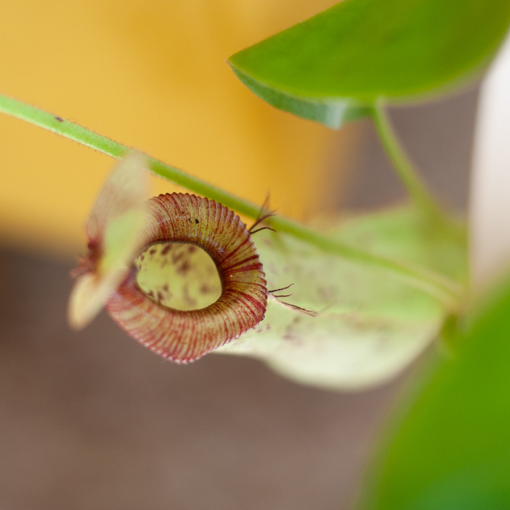 Nepenthes Alata