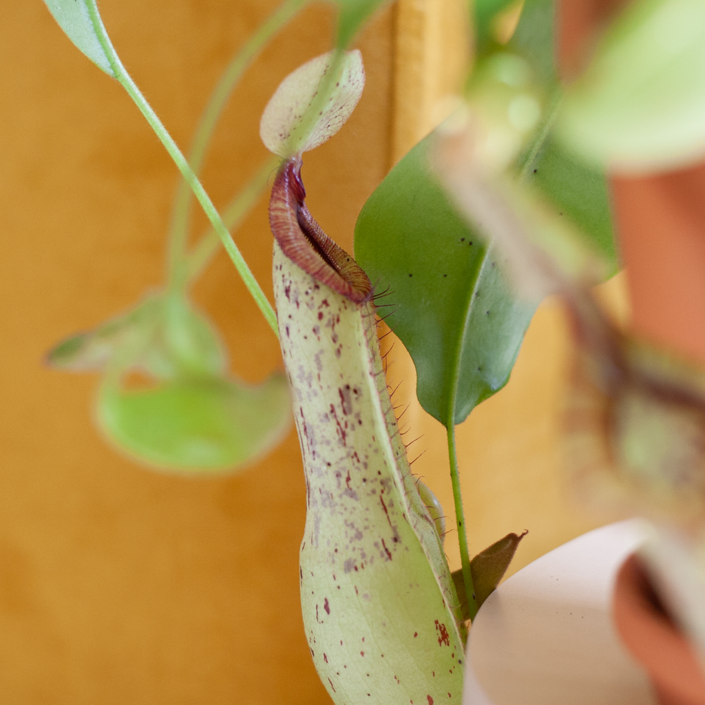 Nepenthes Alata