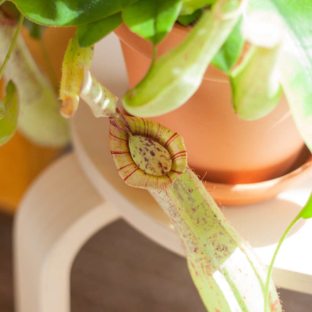 Nepenthes Alata