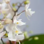 Phalaenopsis Wildflower