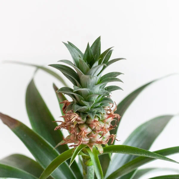 Ananasplant - Comosus - P12 kopen? - Plantje.nl
