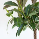 Ficus Melany