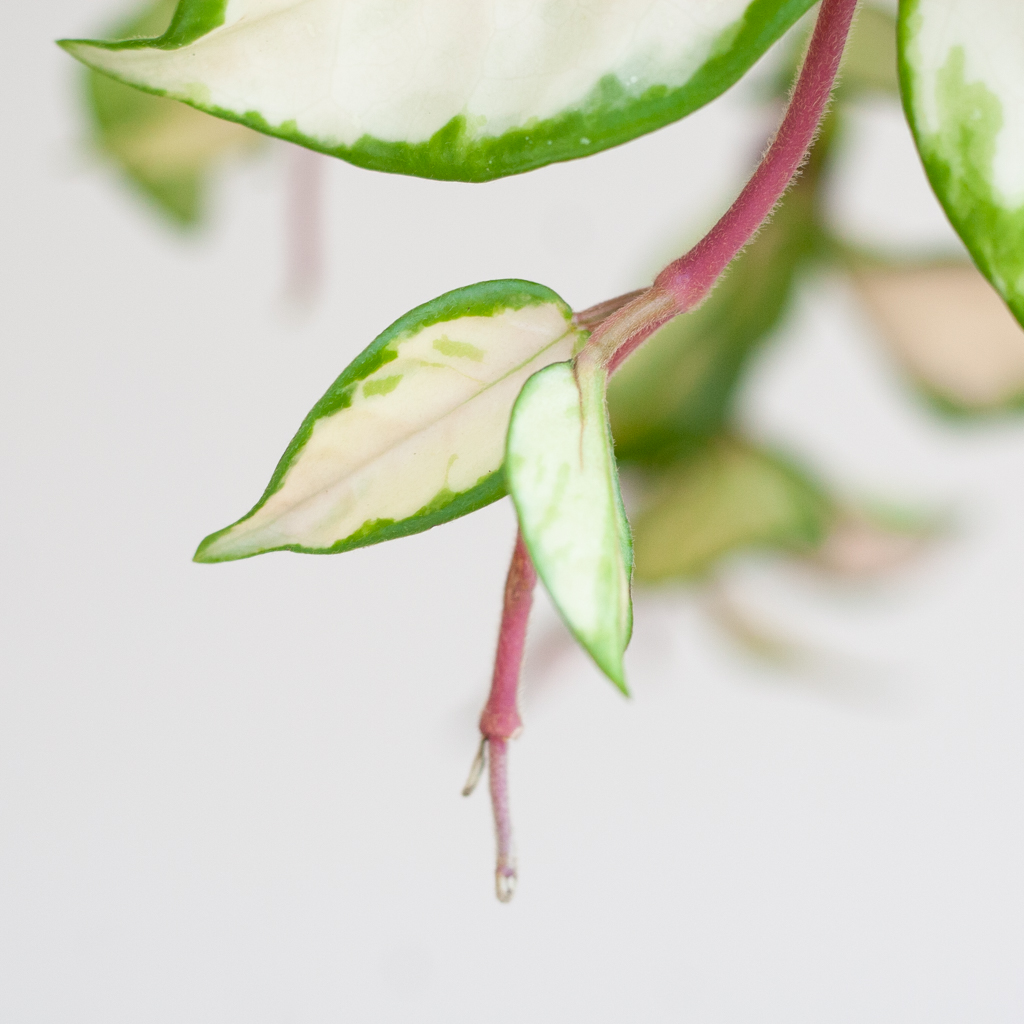 Hoya Carnosa Tricolor blad