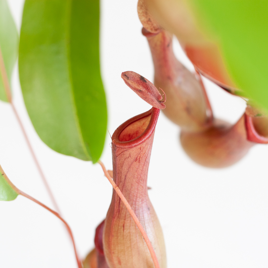 Nepenthes Alata