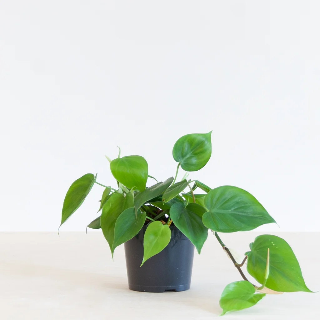 Philodendron Scandens - P12 - Plantje.nl