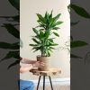 Dracaena janet lind video