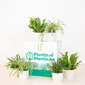 Luchtzuiverende Plantenbox
