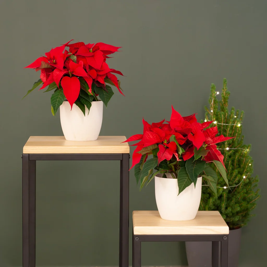 Kerststerren Duo - Rode Poinsettia - P12