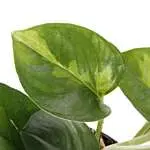 Epipremnum Pinnatum Global Green blad