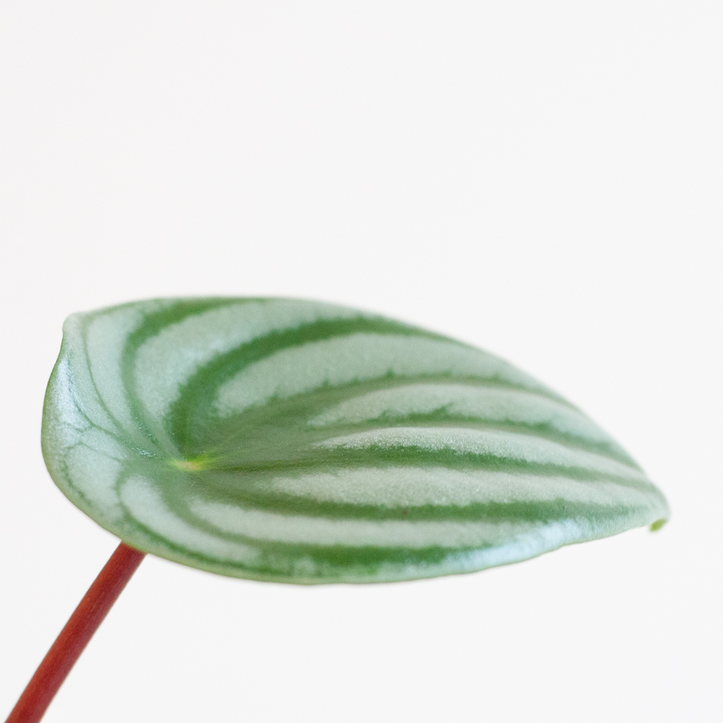 Peperomia Argyreia