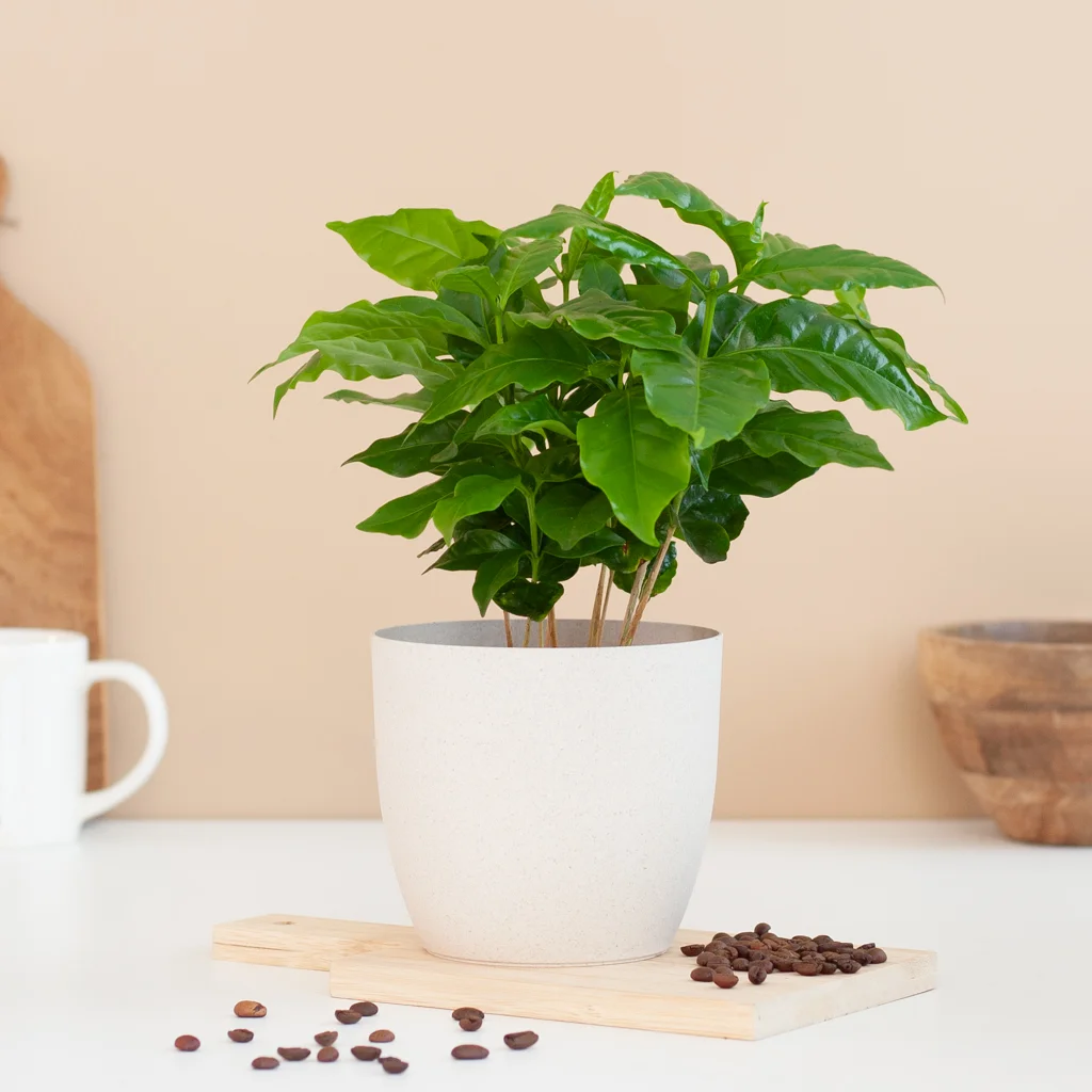 Koffieplant Coffea Arabica P12