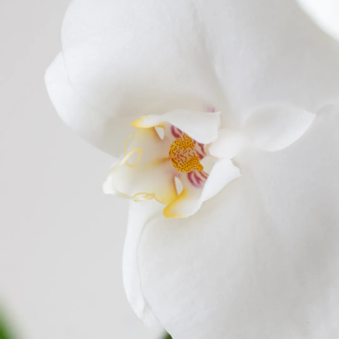 Orchidee close up bloem