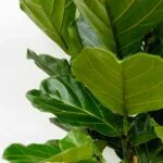 Ficus Lyrata close up