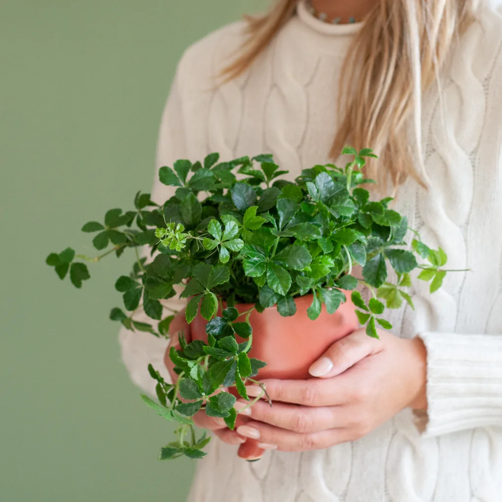 Parthenocissus Striata