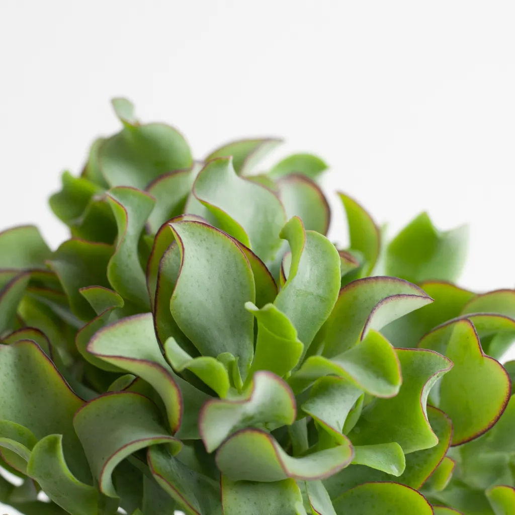 Crassula Curly Green