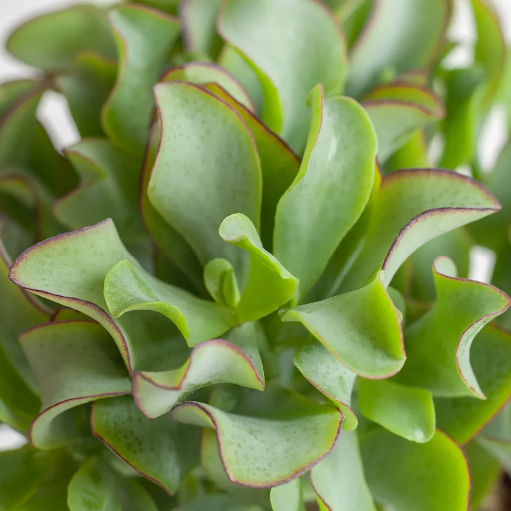 Crassula Curly Green