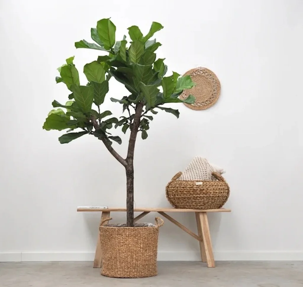 Ficus Lyrata - Vioolbladplant - P38