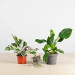 variegata plantenbox