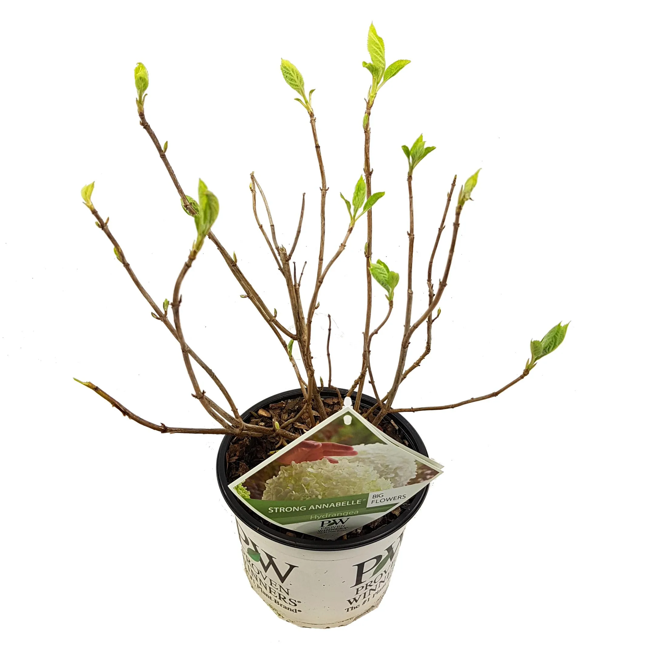 Hortensia Strong Annabelle - Hydrangea Arborescens - P19