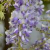blauwe regen kopen wisteria