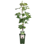 Vitis vinifera 'Lakemont' druivenplant