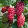 Rubus Tayberry vrucht