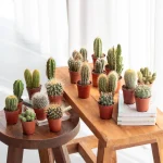 mini cactussen