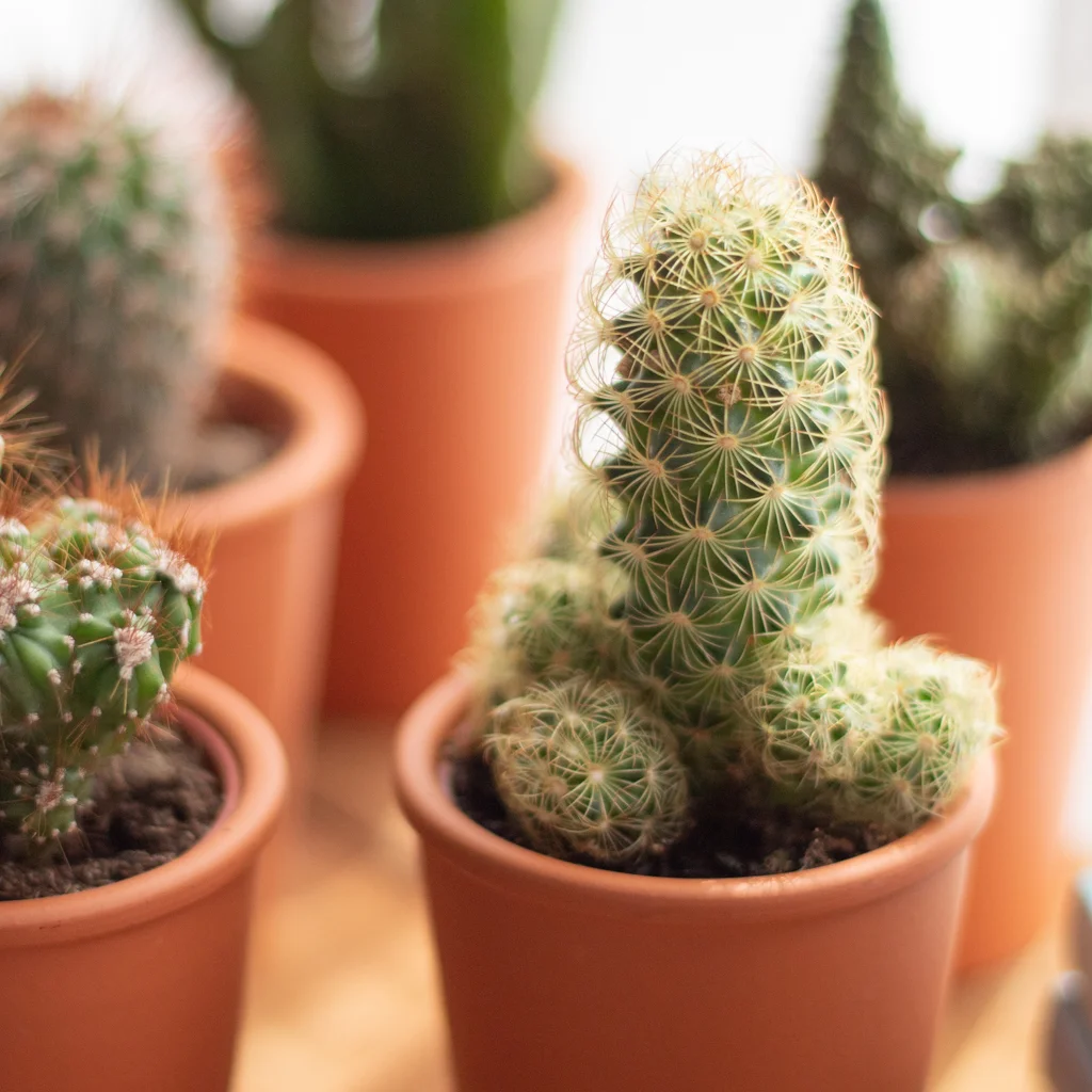mini cactus in potje