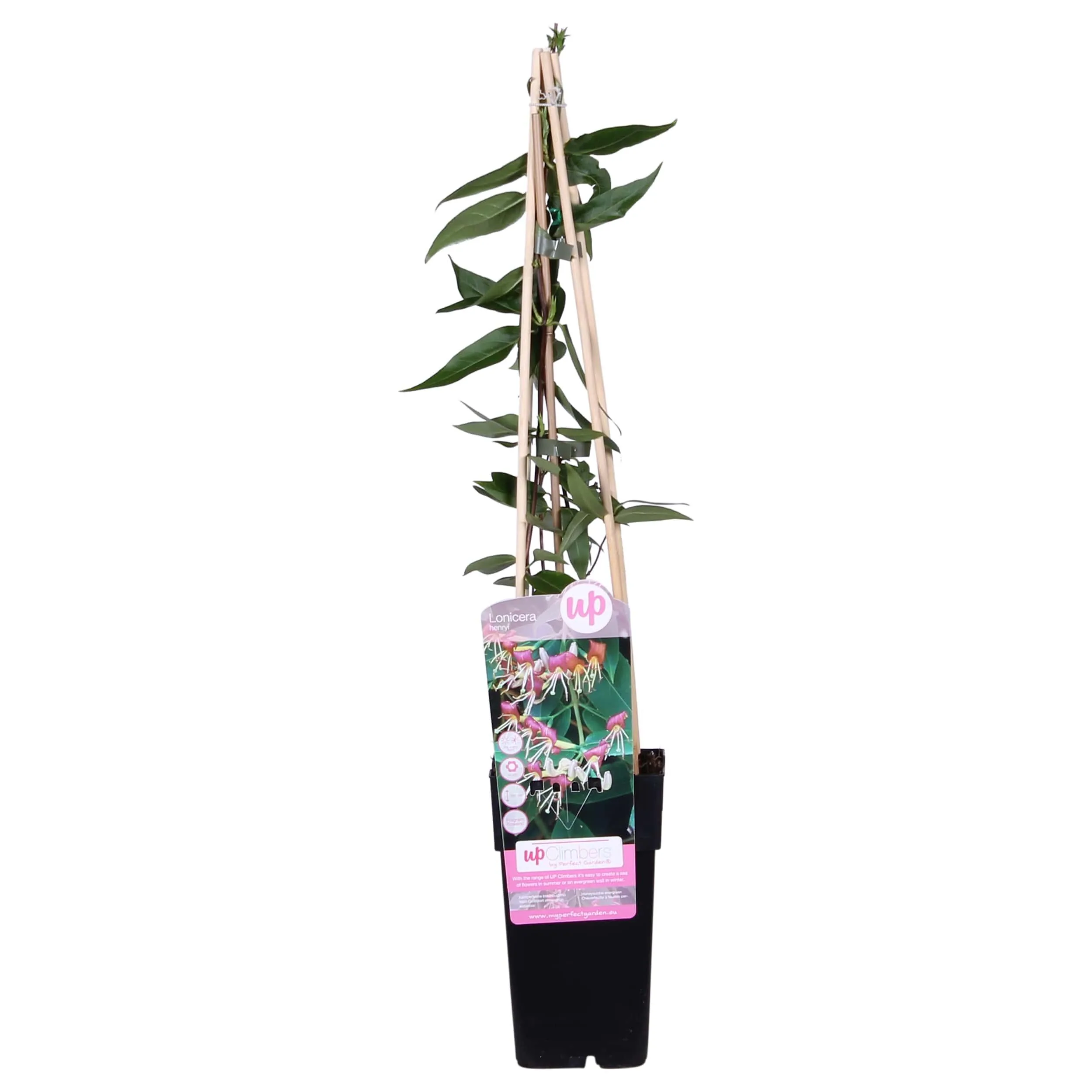 Lonicera Henryi (Kamperfoelie plant) - P 15 cm