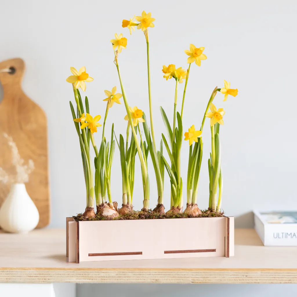 Narcis voorjaarstuintje (DIY)