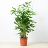 Caryota Mitis plant
