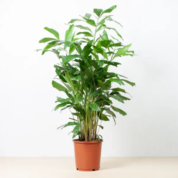 Caryota Mitis plant