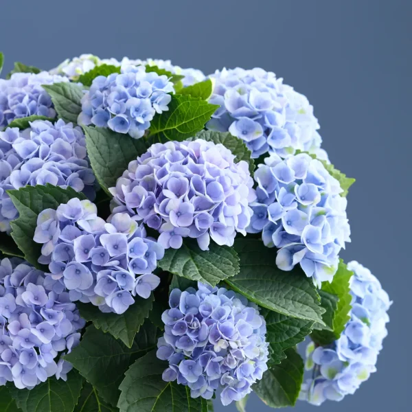 blauwe Hortensia magical op stam bloemen